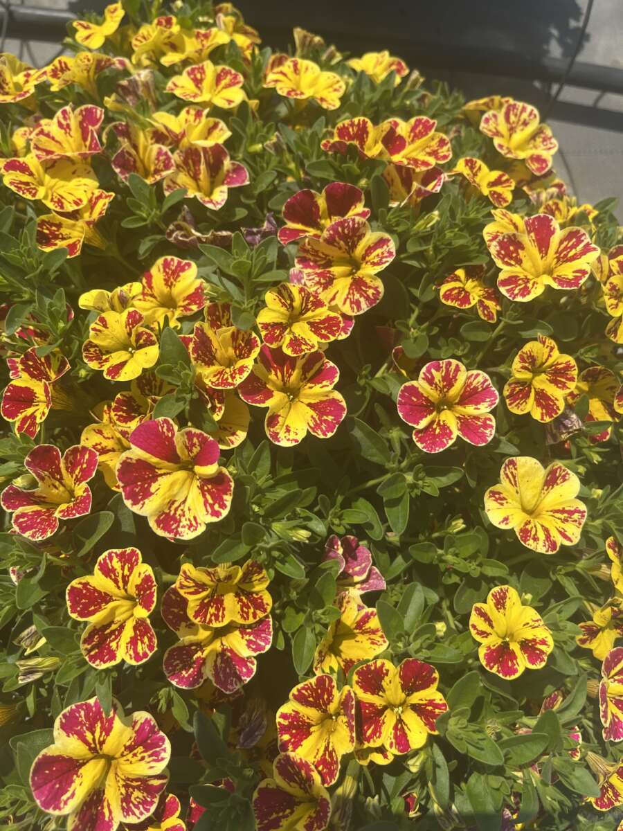 LIA™ Abstract Lemon Cherry