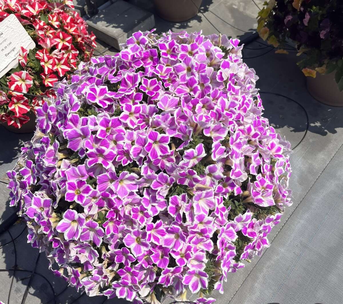 CASCADIAS™ Lilac Frost