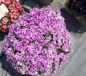 CASCADIAS™ Lilac Frost