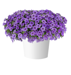 LIA™ Sky Blue