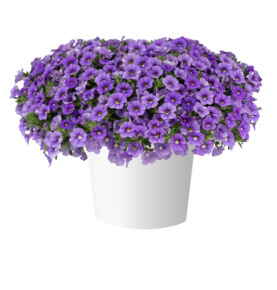 LIA™ Sky Blue