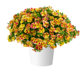 LIA™ Abstract Lemon Cherry