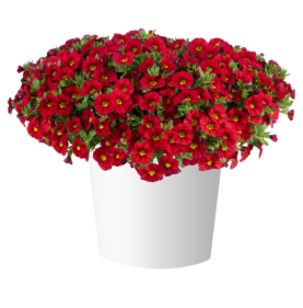 LIA™ Chili Pepper