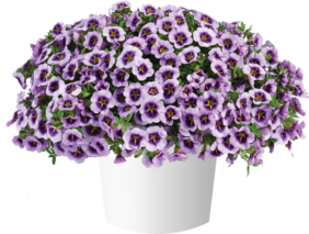 LIA™ Spark Lavender