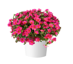 MEGA PAZZAZ™ Fuchsia