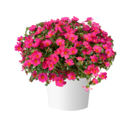MEGA PAZZAZ™ Fuchsia