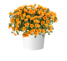 MEGA PAZZAZ™ Papaya Twist