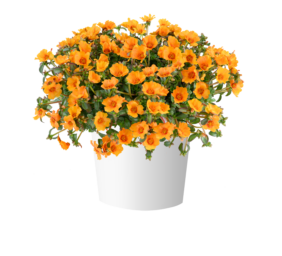 MEGA PAZZAZ™ Papaya Twist