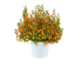 MAI TAI™ Orange Imp.