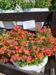 NESIA™ Tangerine