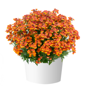 NESIA™ Tangerine