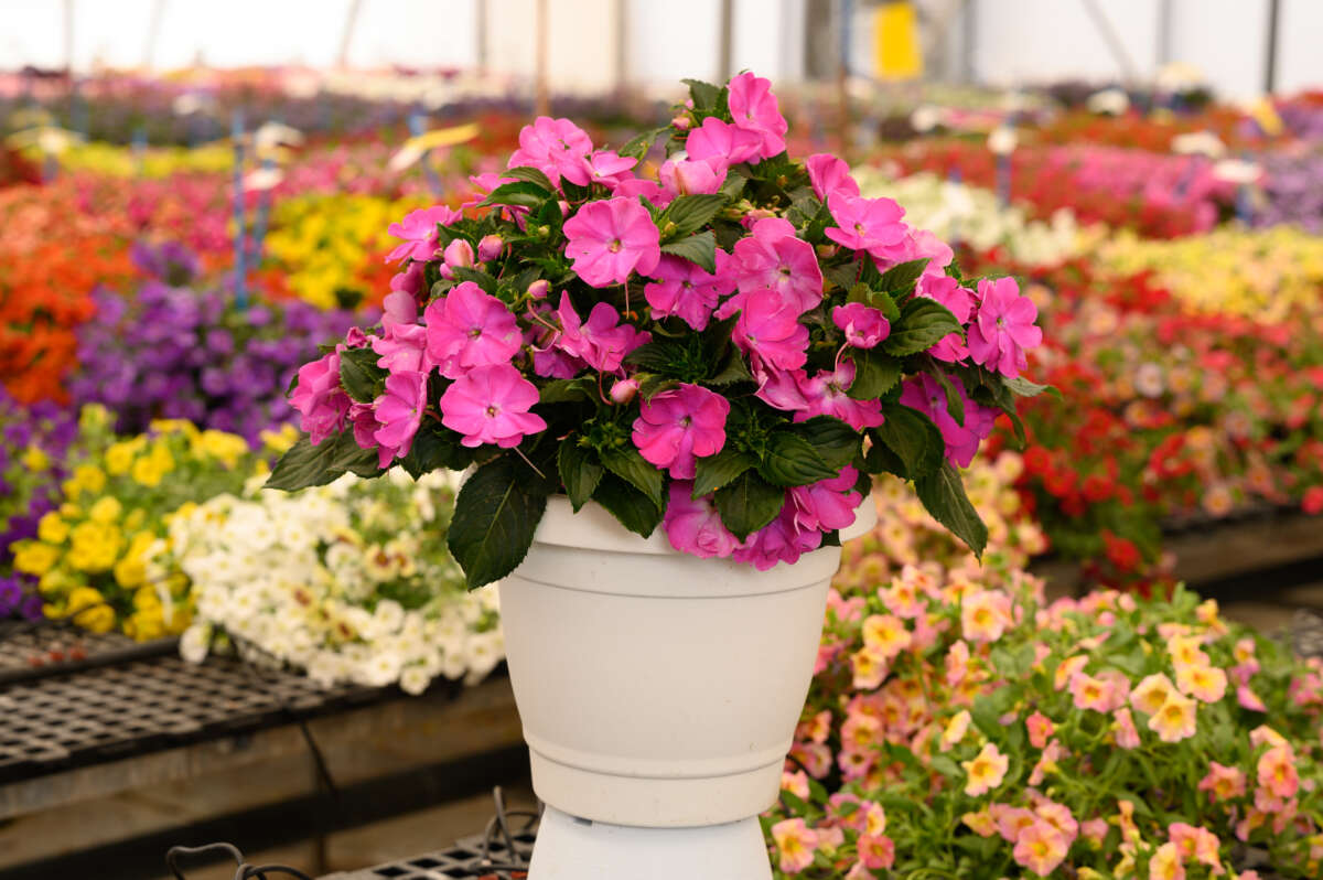 SOL LUNA PRIME™ Orchid