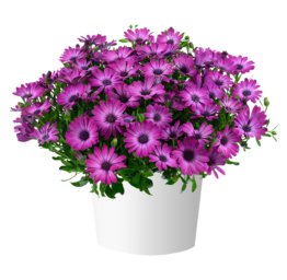 OSTICADE™ Magenta