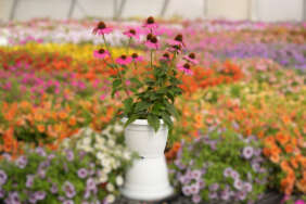 PANAMA™ Rose