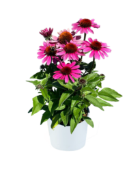 PANAMA™ Rose