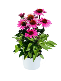 PANAMA™ Rose