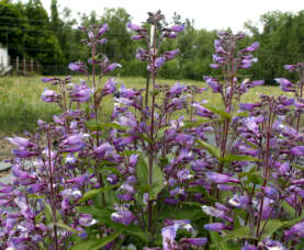 NOVA® Twilight