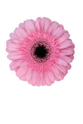 PINK INDIA™