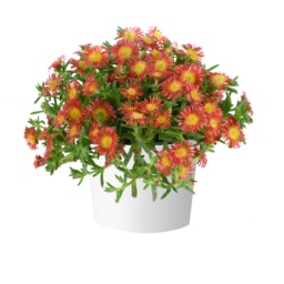 SANDGEM™ Dark Orange