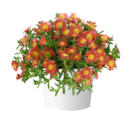 SANDGEM™ Dark Orange
