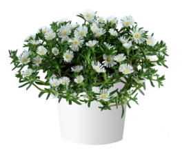 SANDGEM™ White