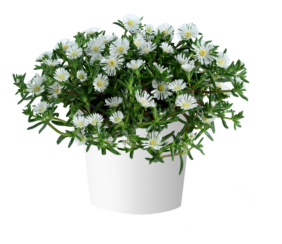 SANDGEM™ White