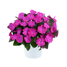 SOL LUNA PRIME™ Orchid