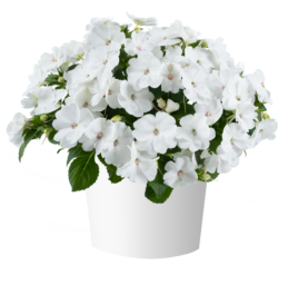 SOL LUNA PRIME™ White