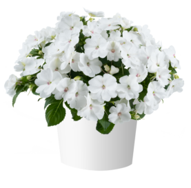 SOL LUNA PRIME™ White