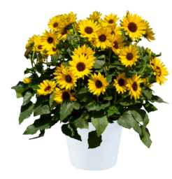 SOL SEEKER™ Bee Yellow