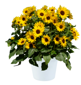 SOL SEEKER™ Bee Yellow