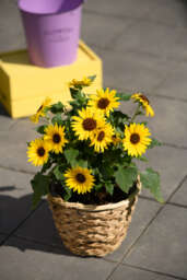 SOL SEEKER™ Bee Yellow