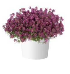 STREAM™ Raspberry Imp.
