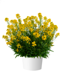SUNSTRONG™ Yellow