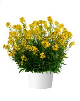 SUNSTRONG™ Yellow