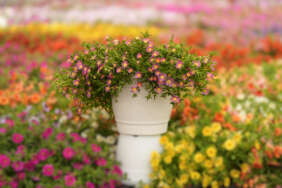 SANDGEM™ Fuchsia