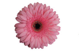 PINK INDIA™