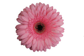 PINK INDIA™