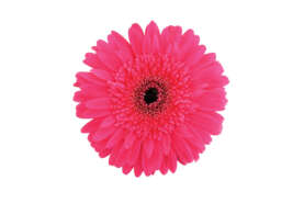 PINK INDIA™