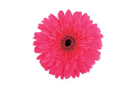 PINK INDIA™