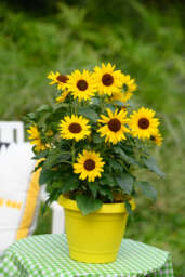 SOL SEEKER™ Bee Yellow