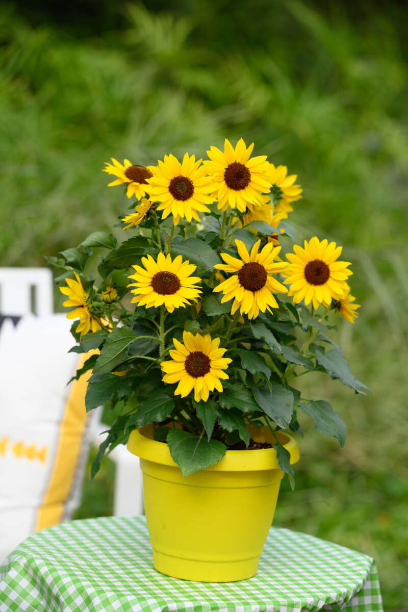SOL SEEKER™ Bee Yellow