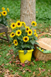 SOL SEEKER™ Bee Yellow