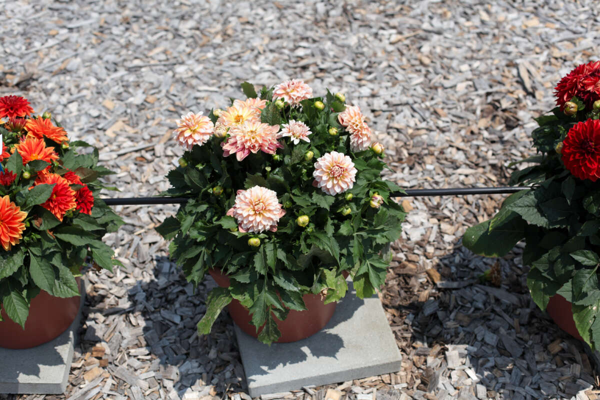 CHÉRIE™ Peach