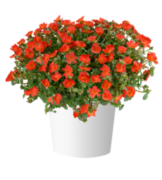 PAZZAZ NANO™ Deep Orange