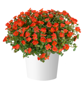 PAZZAZ NANO™ Deep Orange