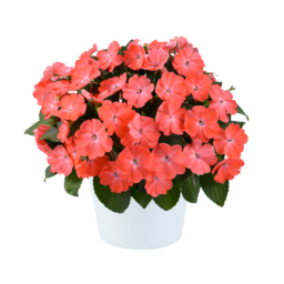 SOL LUNA PRIME™ Peach