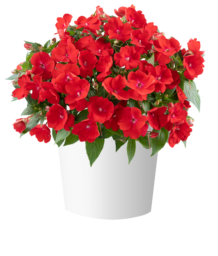 SOL LUNA PRIME™ Red