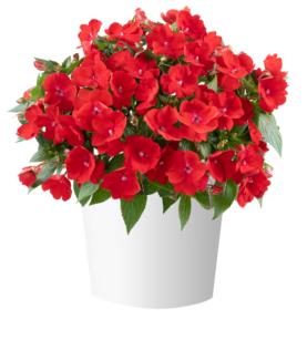 SOL LUNA PRIME™ Red