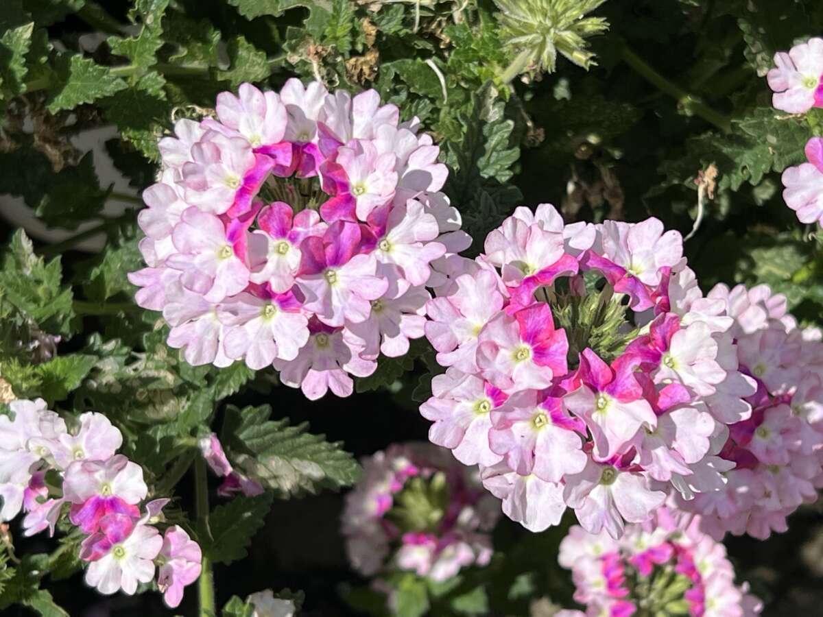 VANESSA™ Bicolor Light Pink